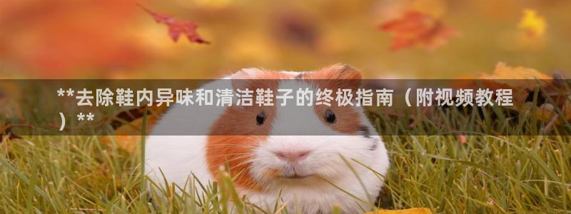 尊龙官网免费下载安装