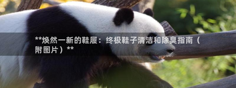 ag尊龙怎么样