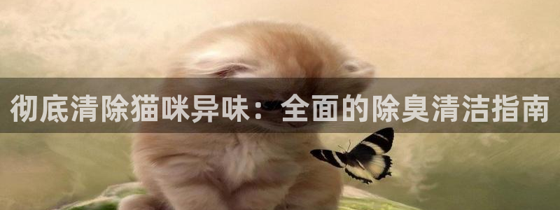 尊龙凯时防屏蔽网址：彻底清除猫咪异味：全面的除臭清洁指南